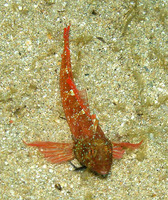 Tripterygion tripteronotus, : aquarium