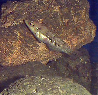 Halichoeres margaritaceus, Pink-belly wrasse: aquarium