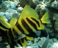 Evistias acutirostris, Striped boarfish: fisheries, aquarium