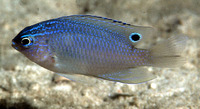 Pomacentrus polyspinus, Thai damsel: