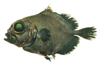 Allocyttus niger, Black oreo: fisheries