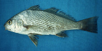 Umbrina dorsalis, Longfin drum: fisheries