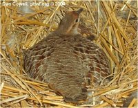 grey francolin Francolinus pondicerianus