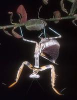 Parasphendale affinis