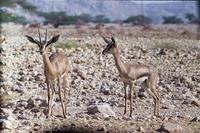 Image of: Gazella gazella (mountain gazelle)