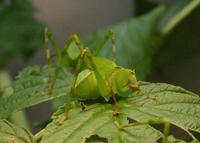 Stilpnochlora marginella