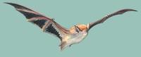 Image of: Kerivoula picta (painted bat)