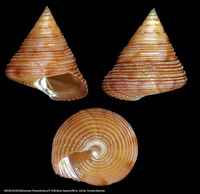 Calliostoma lithocolletum