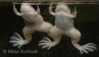 Xenopus laevis - African Clawed Frog