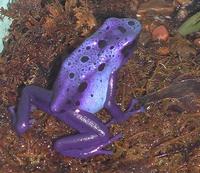 Image of: Dendrobates azureus (blue poison frog)