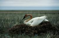 Cygnus columbianus - Tundra Swan