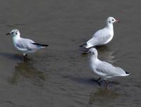 Larus ridibundus - Common Black-headed Gull