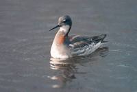 Phalaropus lobatus - Red-necked Phalarope