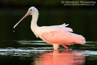 Platalea ajaja - Roseate Spoonbill