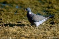 Columba palumbus - Woodpigeon