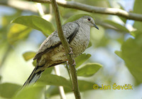 Scardafella inca - Inca Dove