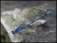 Image of: Argia barretti