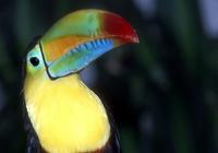 Ramphastos sulfuratus - Keel-billed Toucan