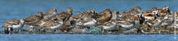 Image of: Arenaria interpres (ruddy turnstone), Charadrius semipalmatus (semipalmated plover), C...