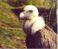 Image of: Gyps fulvus (Eurasian griffon)