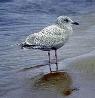 Image of: Larus thayeri (Thayer's gull)