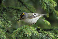 Image of: Regulus regulus (goldcrest)