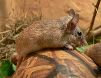 Acomys cahirinus - Cairo Spiny Mouse