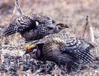 Image of: Tympanuchus phasianellus (sharp-tailed grouse)