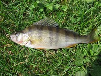 Perca fluviatilis - English Perch