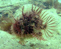 Tasselled Anglerfish, Rhycherus filamentosus