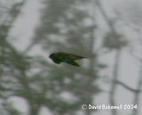 Waterfall Swift - Hydrochous gigas