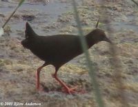 Ruddy-breasted Crake - Porzana fusca