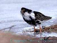 Ruff - Philomachus pugnax