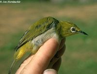 Mountain White-eye - Zosterops montanus