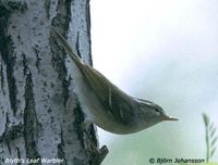 Blyth's Leaf Warbler - Phylloscopus reguloides