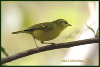 Hainan Leaf Warbler - Phylloscopus hainanus