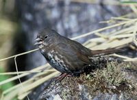 Fox Sparrow - Passerella iliaca