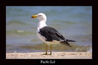 Pacific Gull