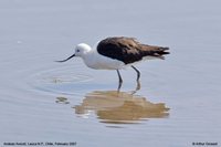 Andean Avocet - Recurvirostra andina