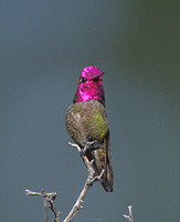 Anna's Hummingbird (Calypte anna) photo