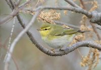 Wood Warbler (Phylloscopus sibilatrix) photo