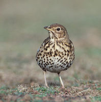 Song Thrush (Turdus philomelos) photo