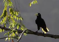 Crested Oropendola (Psarocolius decumanus) photo