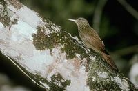 Striped Woodcreeper (Xiphorhynchus obsoletus) photo