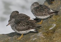 Surfbird - Aphriza virgata