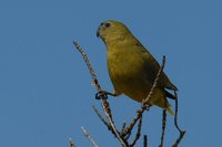 Rock Parrot - Neophema petrophila