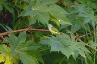 Gray-headed Lovebird - Agapornis canus