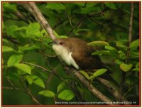 Black-billed Cuckoo - Coccyzus erythropthalmus