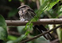 Ladder-tailed Nightjar - Hydropsalis climacocerca