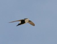 White-throated Swift - Aeronautes saxatalis